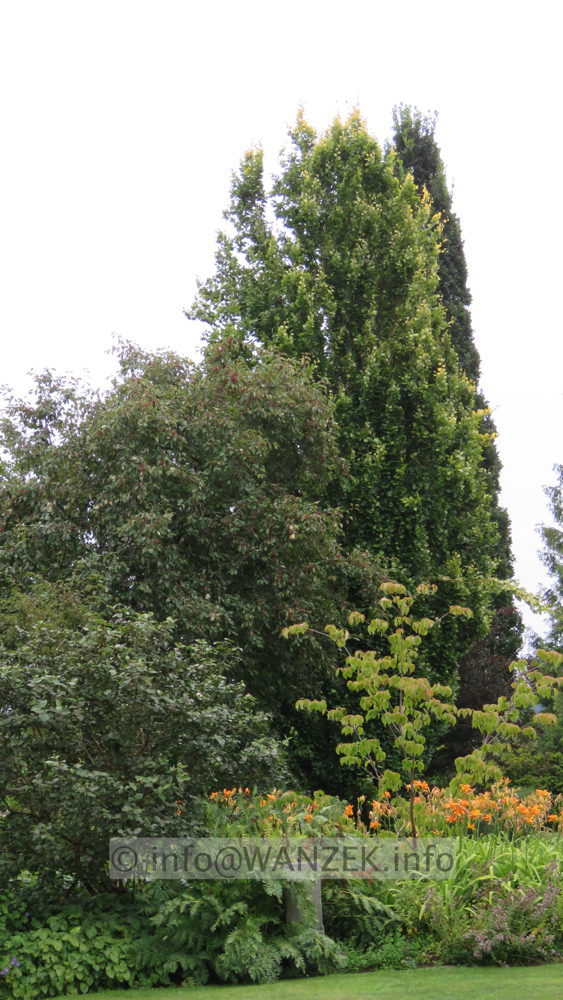 Fagus sylvatica Dawyck Gold - 10m.JPG